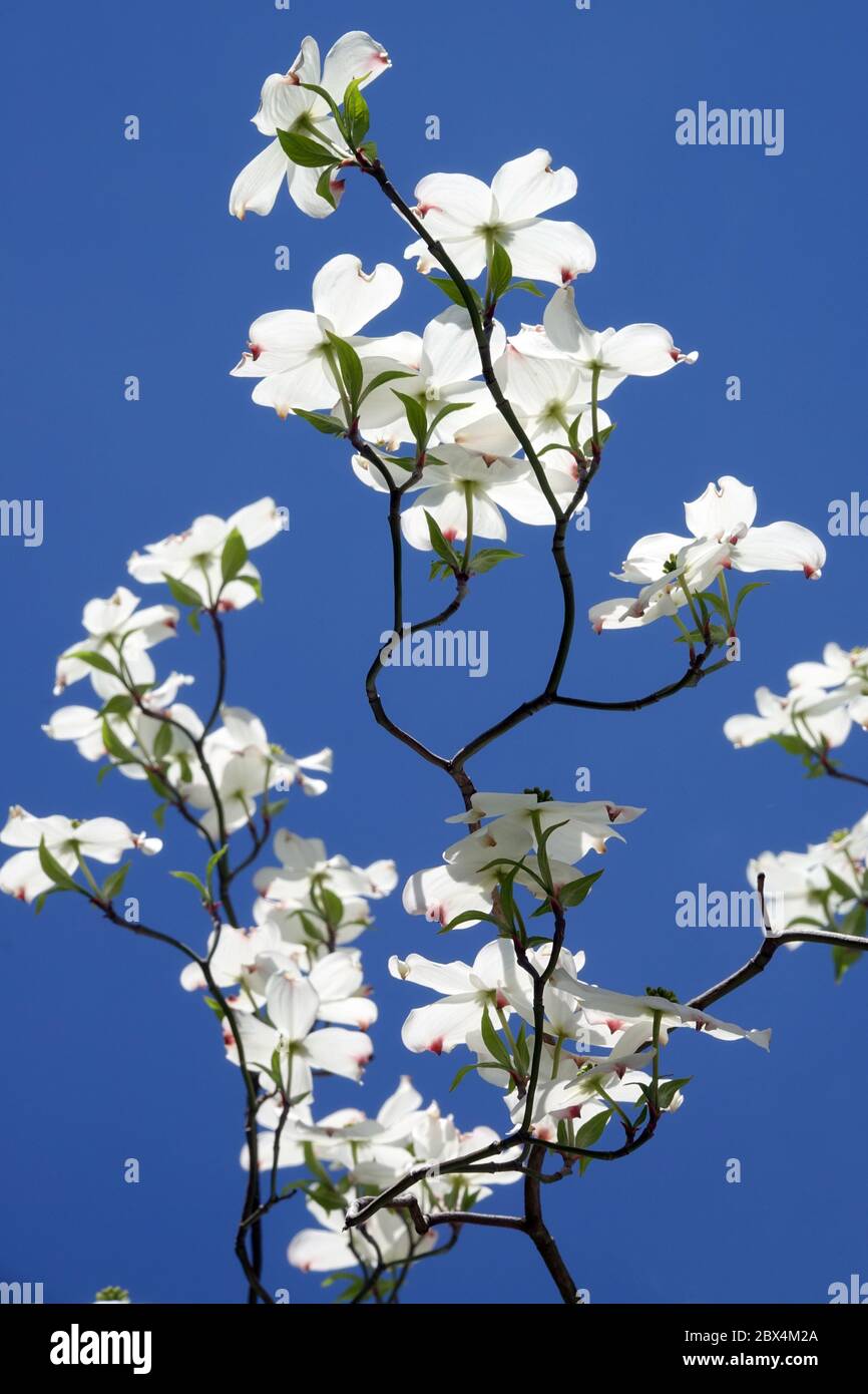 Dogwood trees blue sky hi-res stock photography and images - Alamy