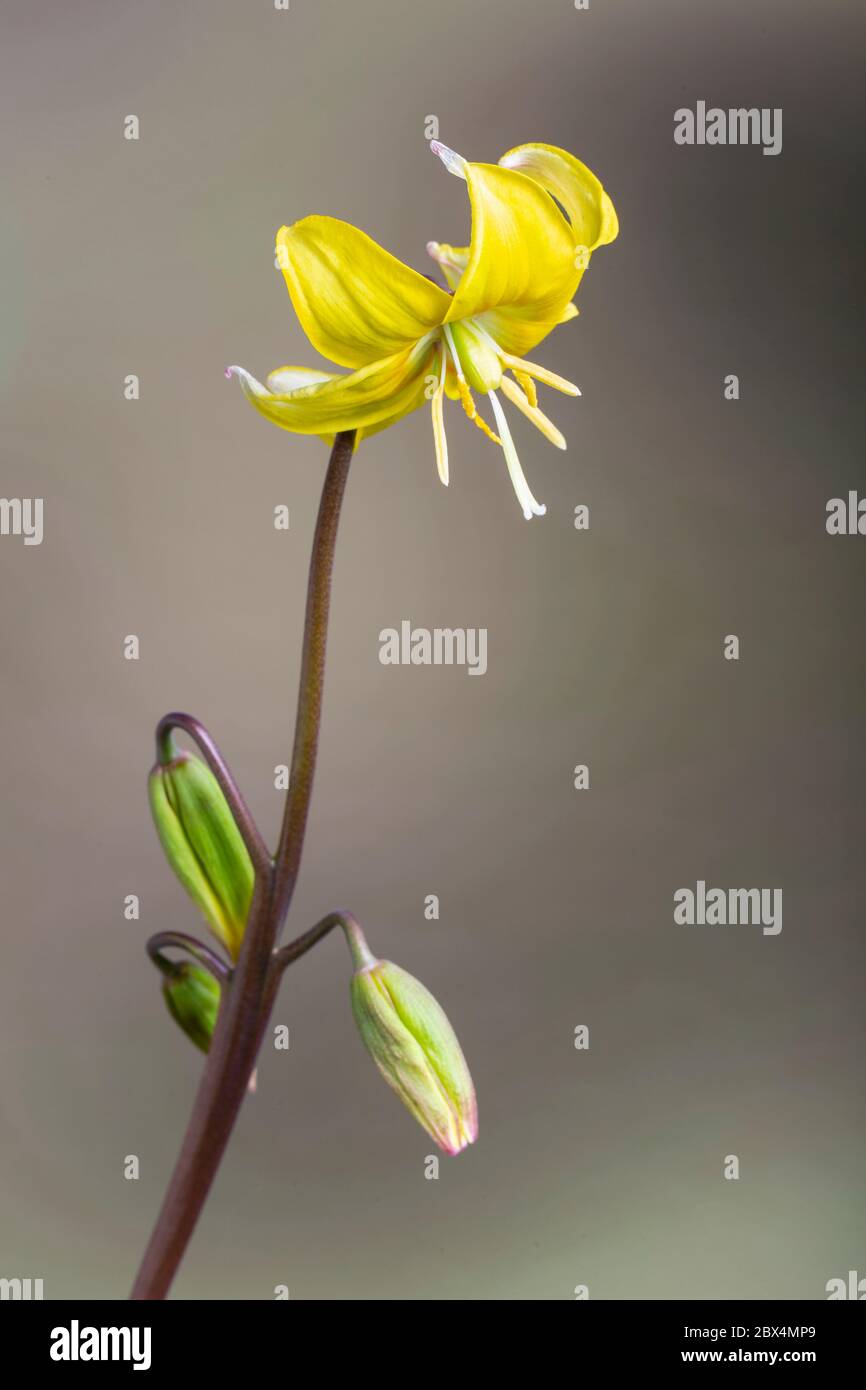 Tuolumne fawn-lily, Erythronium tuolumnense, California (in cultivation). Family Liliaceae Stock Photo