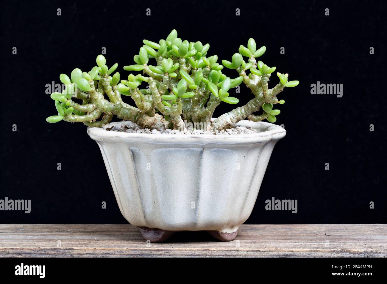Tylecodon decipiens grown in a bonsai bowl.  Family Crassulaceae Stock Photo