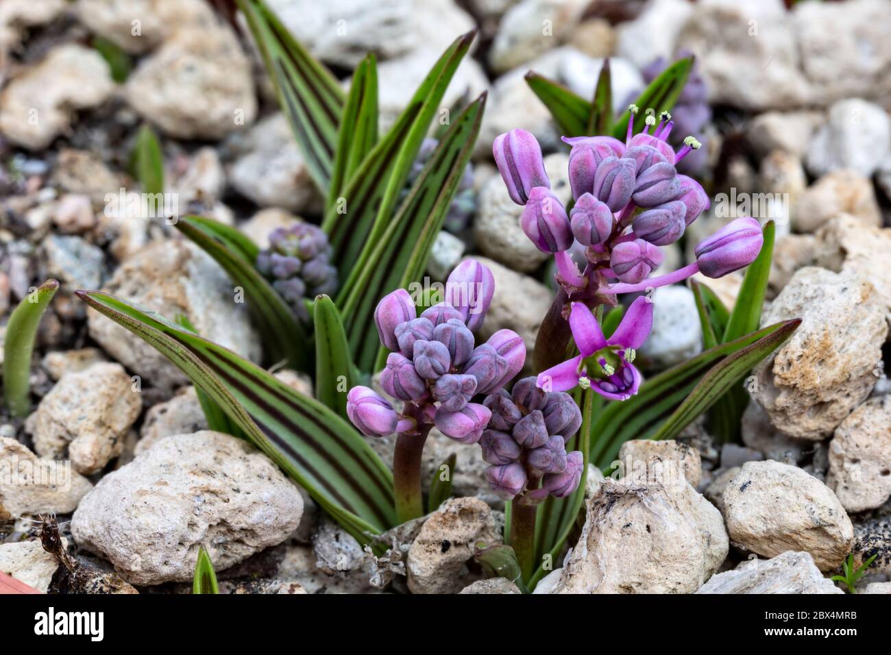 Ledebouria cooperi, a small bulbous plant from South Africa. Family: Hyacinthaceae Stock Photo