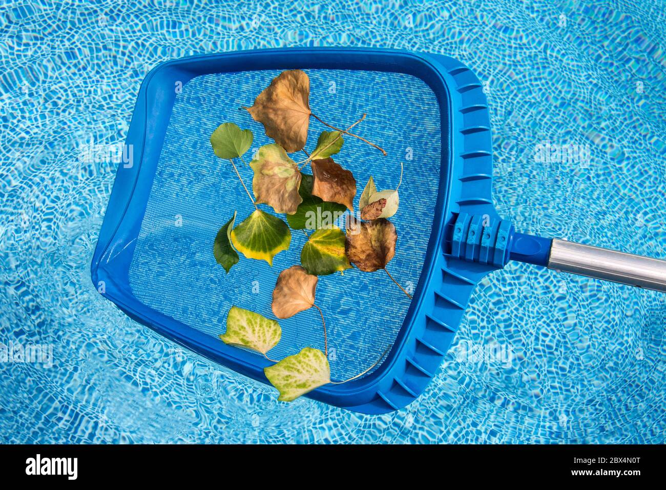 Cleaning leaves from the swimming pool Stock Photo