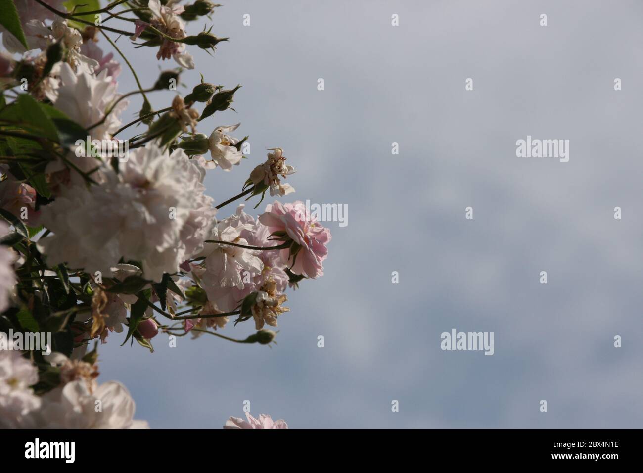 Pale pink blossoms of rambler or climbing roses against pale blue sky on blurred background, dreamy inflorescence  in a romantic country cottage gard Stock Photo