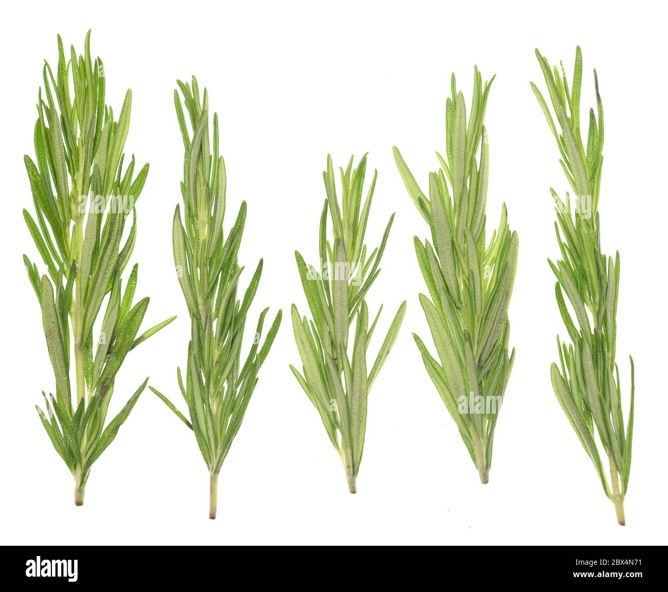 Rosemary isolated on white background Stock Photo - Alamy