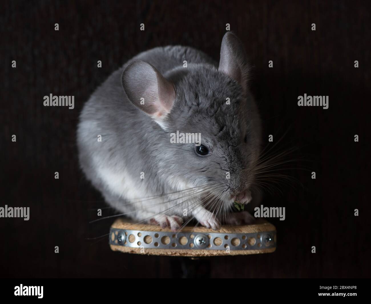 Little fluffy chinchilla eating in the dark nursery Stock Photo