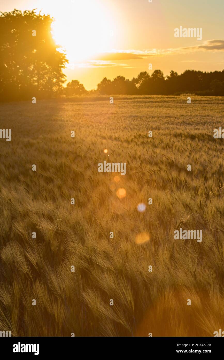 Golden sunset along trees on the edge of a rye field with atmospheric lens flares. against the sun. Stock Photo