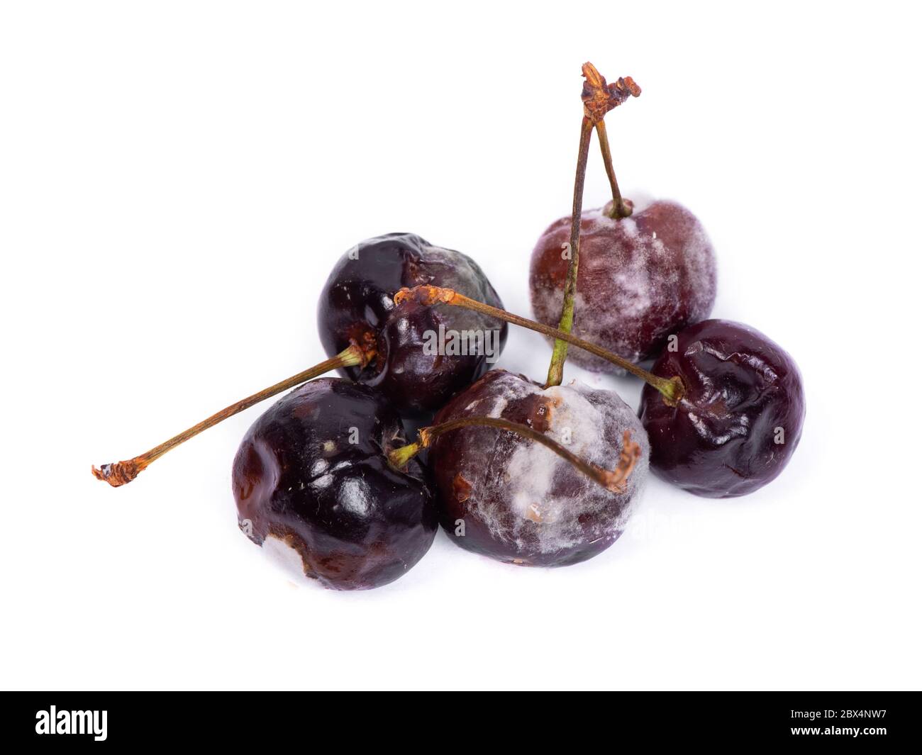 Rotten cherry isolated on white background Stock Photo Alamy