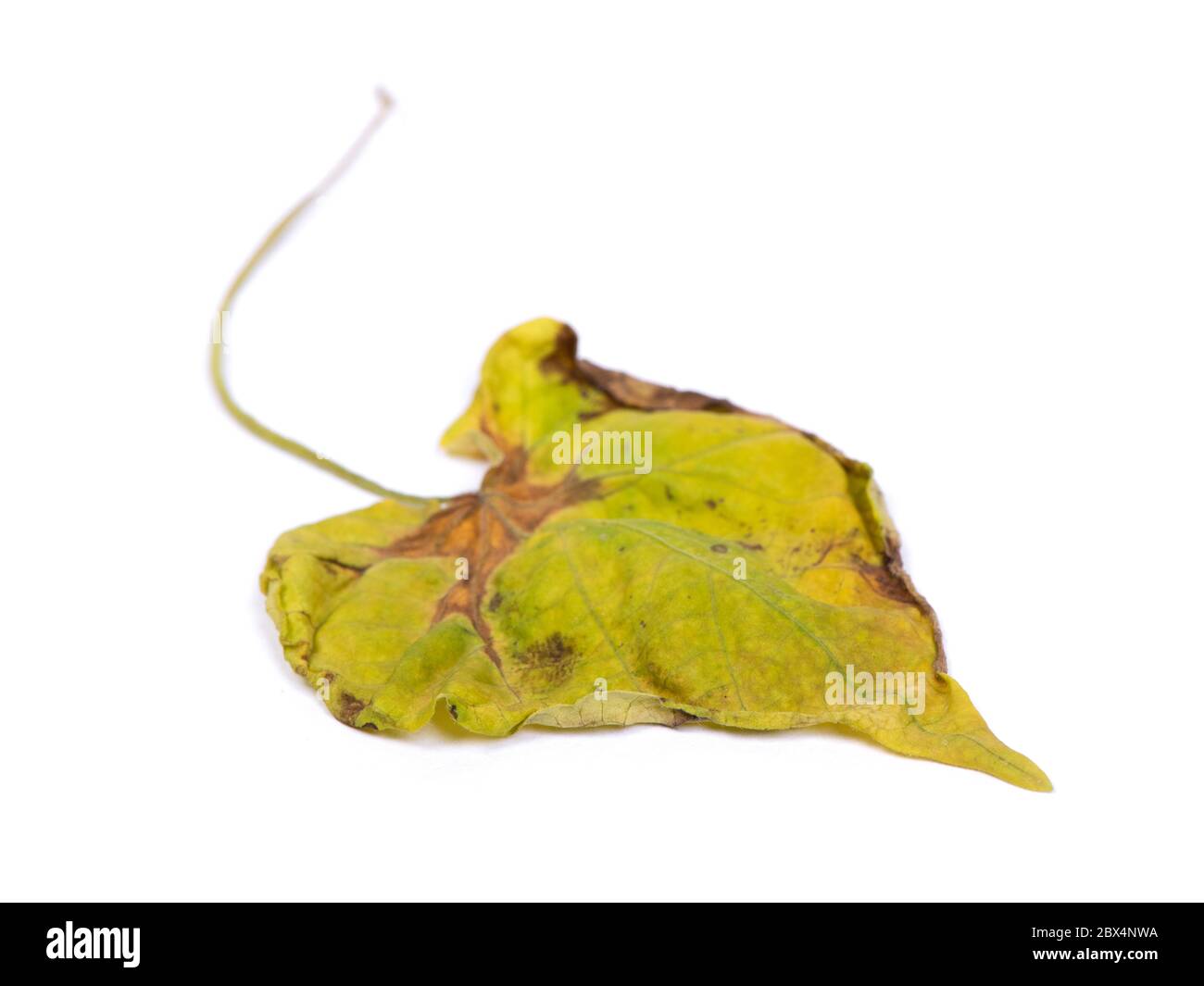 One wilted leaf isolated on white background Stock Photo