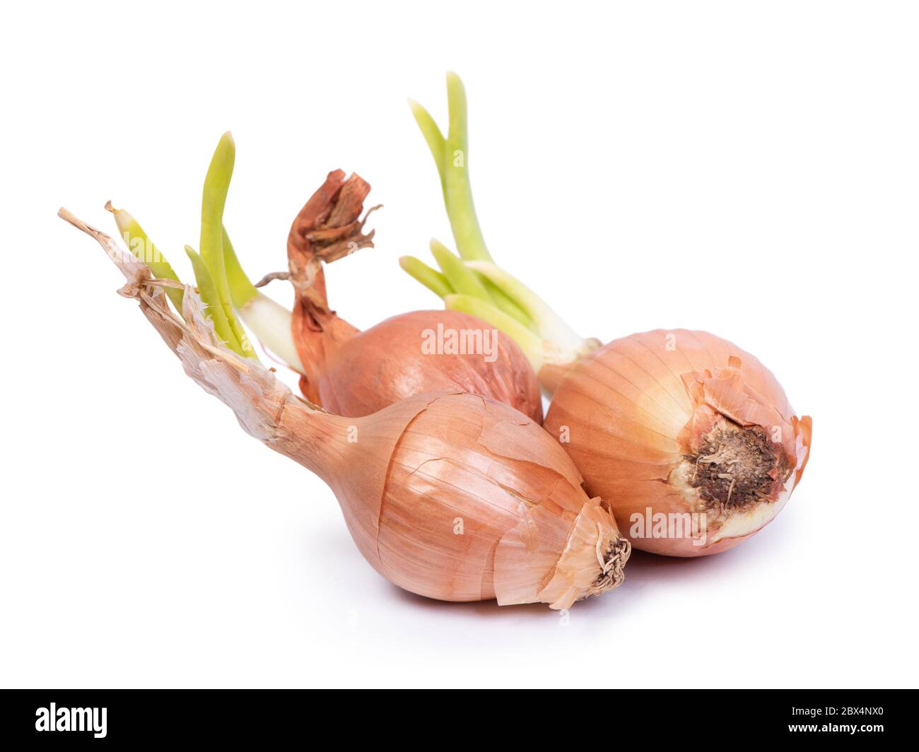 Sprouted onion bulbs isolated on white background Stock Photo