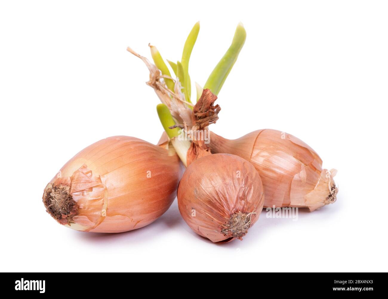 Sprouted onion bulbs isolated on white background Stock Photo
