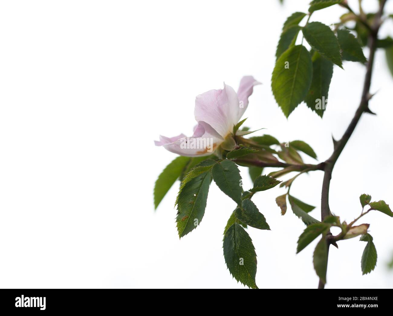 Close up of hawthorn Stock Photo