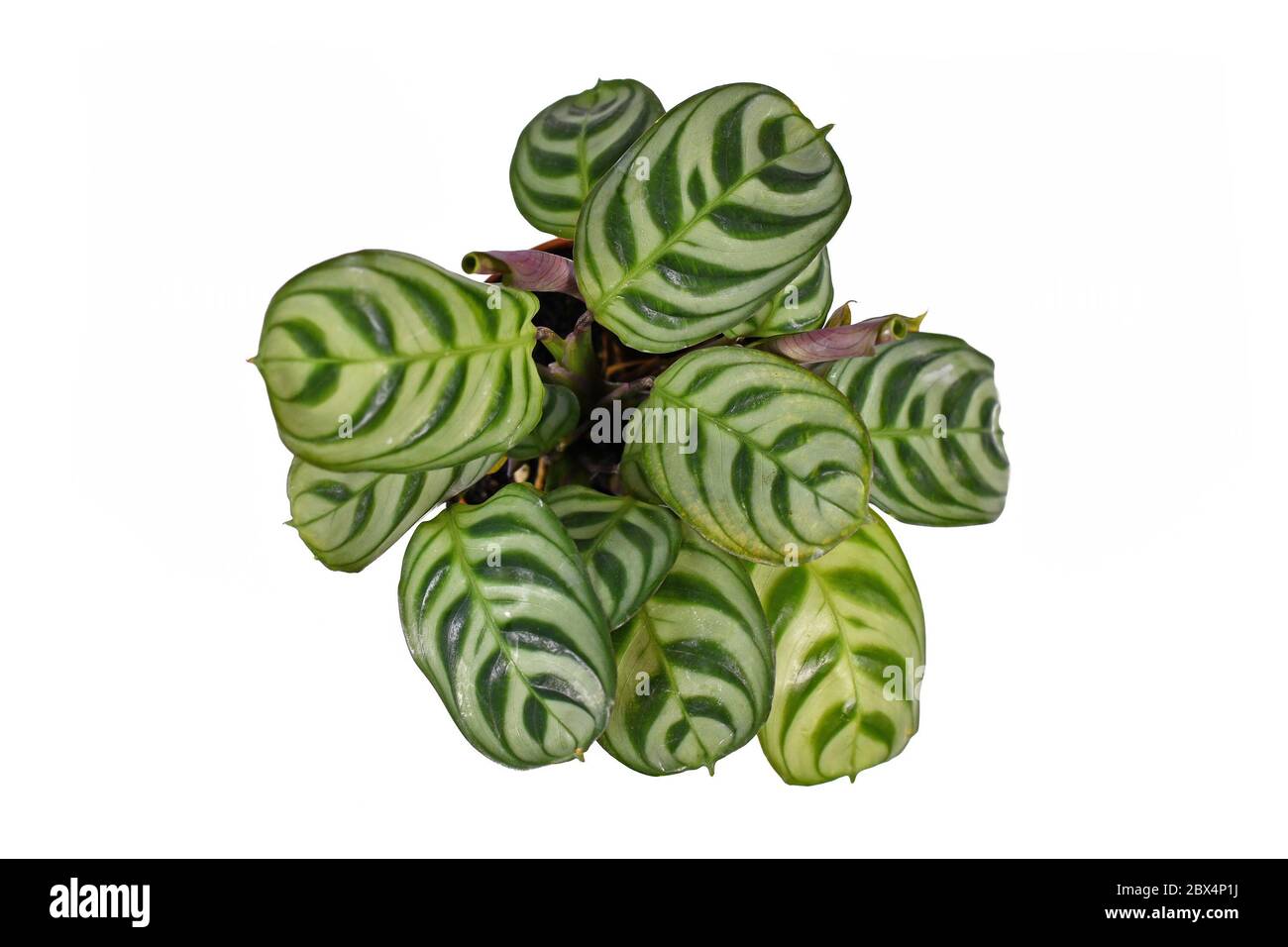 Tropical 'Ctenanthe Burle Marxii' house plant with exotic stripe pattern on leaves on white background Stock Photo