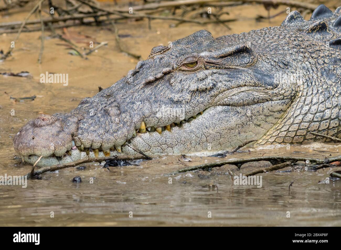 Saltwater Crocodile (crocodylus Porosus) On The Bank Of The Daintree 