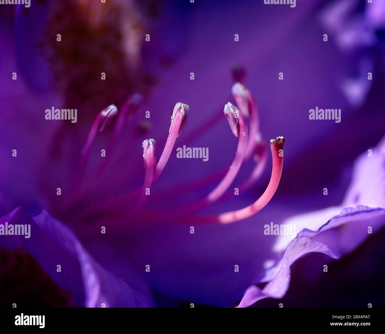 Rhododendron pistills Stock Photo