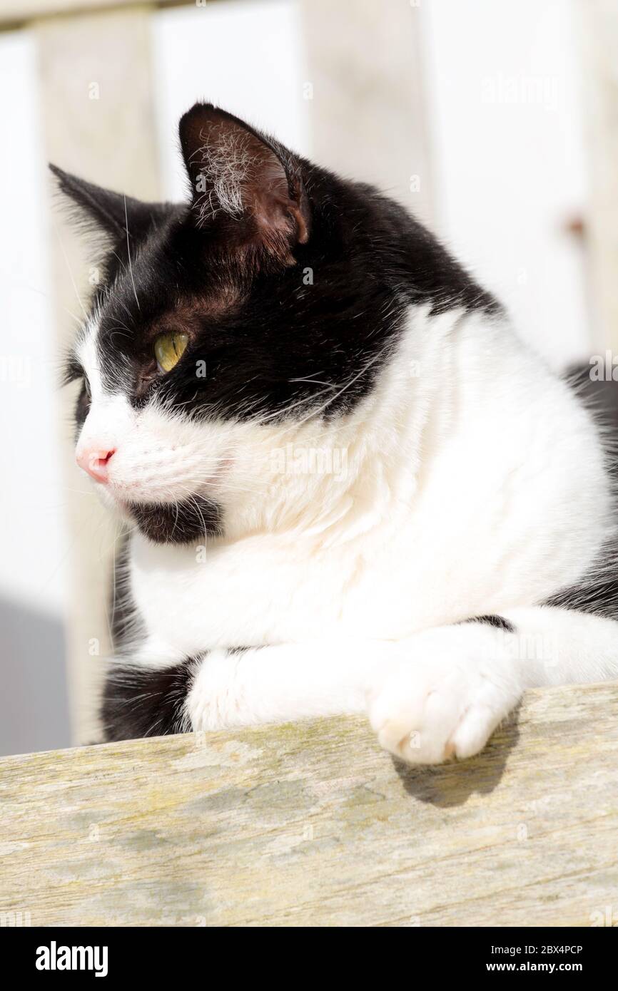 Portrait Of Black And White Cat Stock Photo Alamy portrait-of-black-and-white-cat-stock-photo-alamy