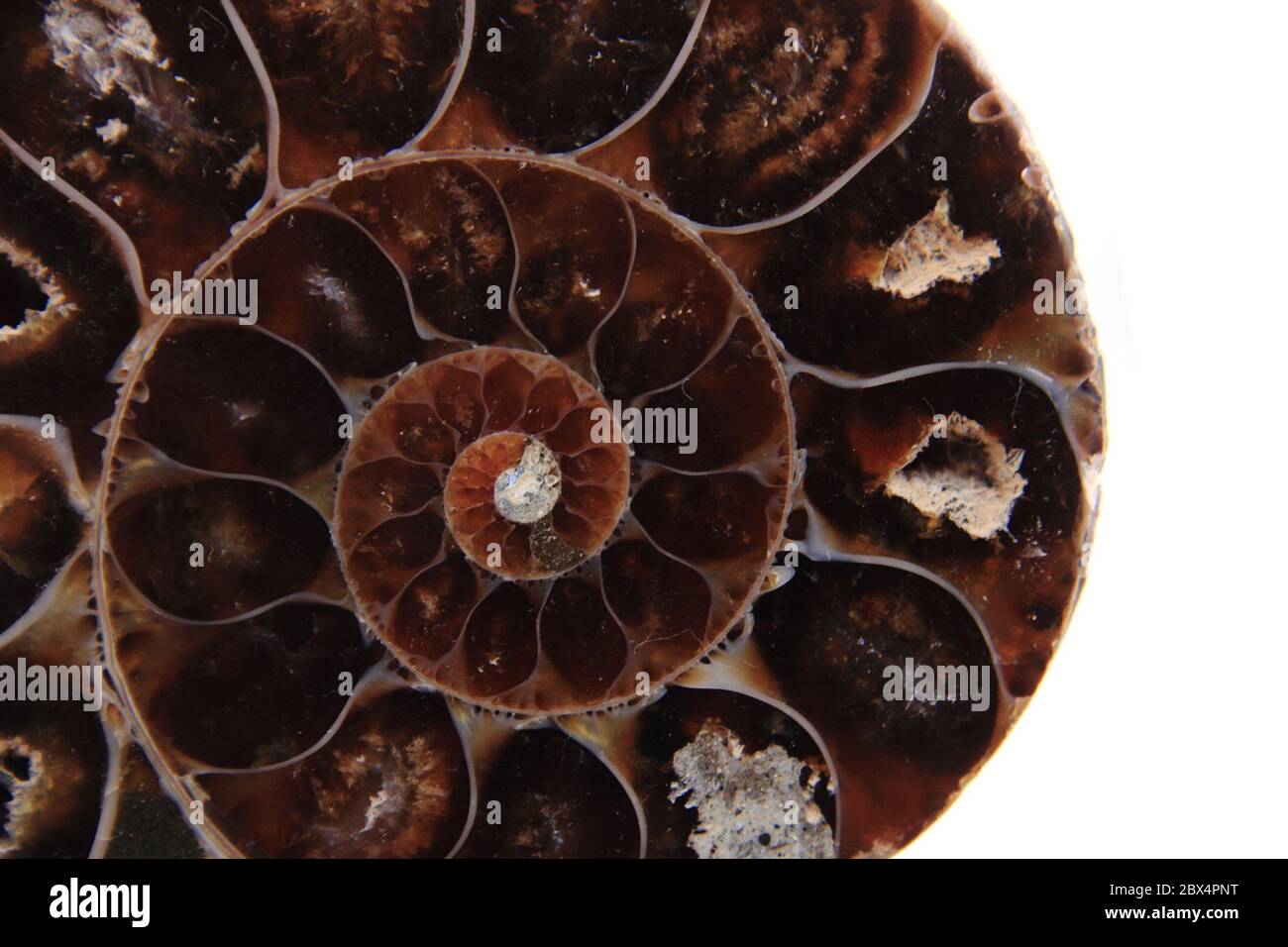 Skeleton of snail hi-res stock photography and images - Alamy