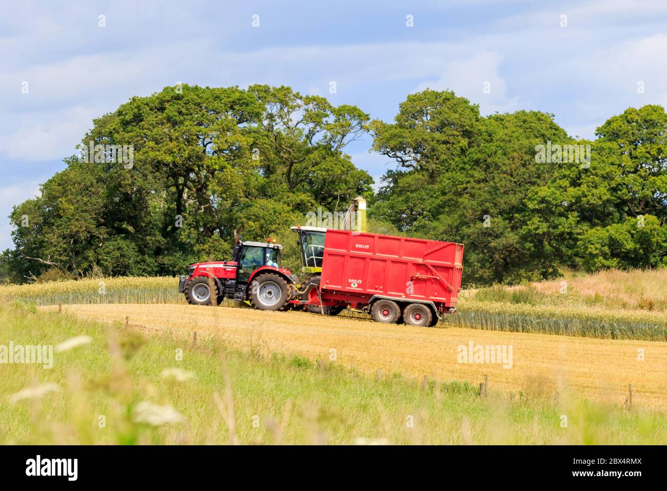 HODDAM, SCOTLAND - JULY12, 2019: Tractor with trailer and Forage harvester harvesting cereal crop silage,  Dumfries and Galloway Scotland Stock Photo