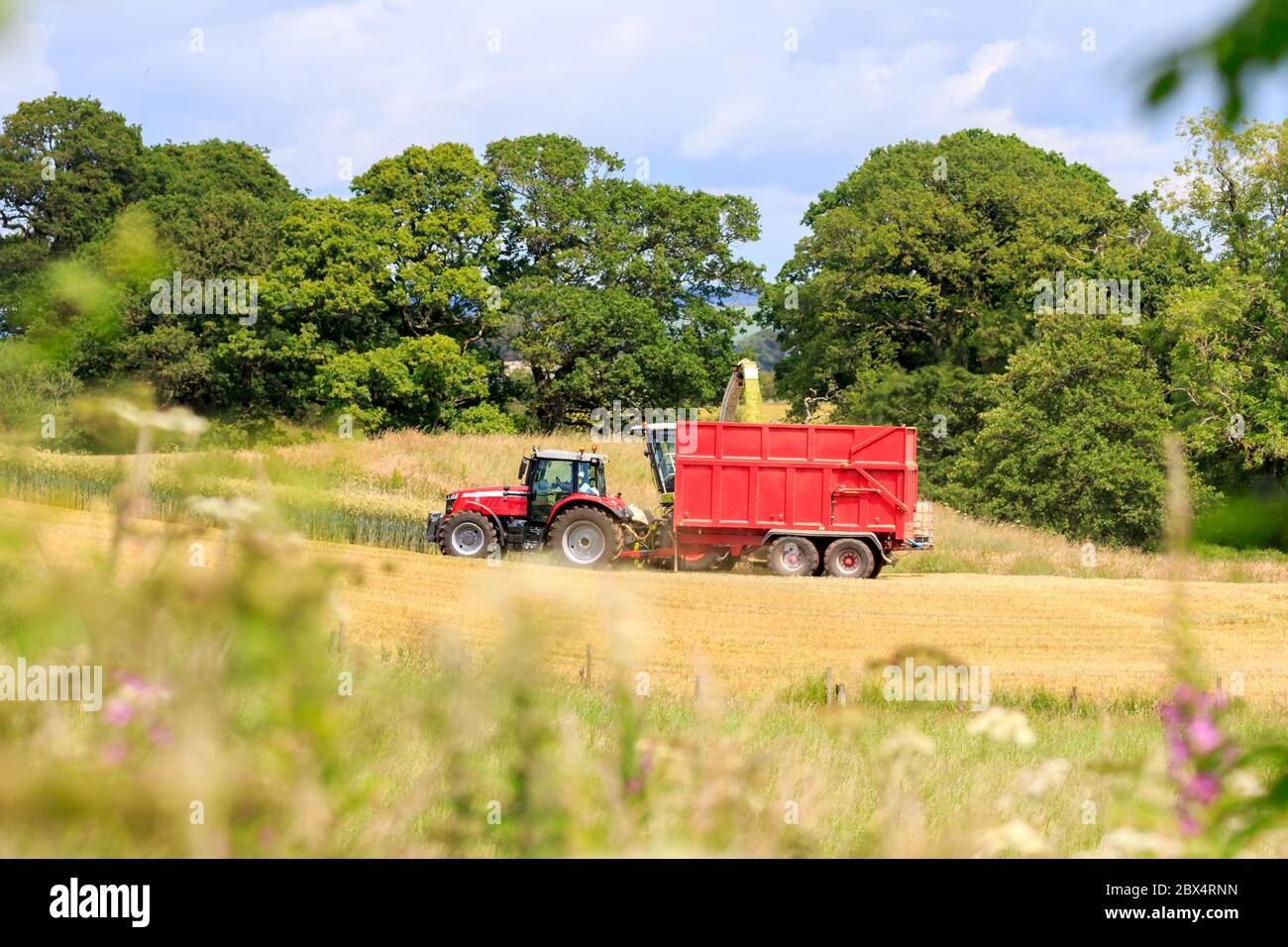 Tractor with trailer and Forage harvester harvesting cereal crop silage Stock Photo