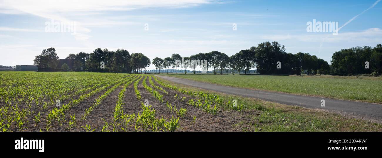 corn field in achterhoek near doetinchem in the netherlands Stock Photo