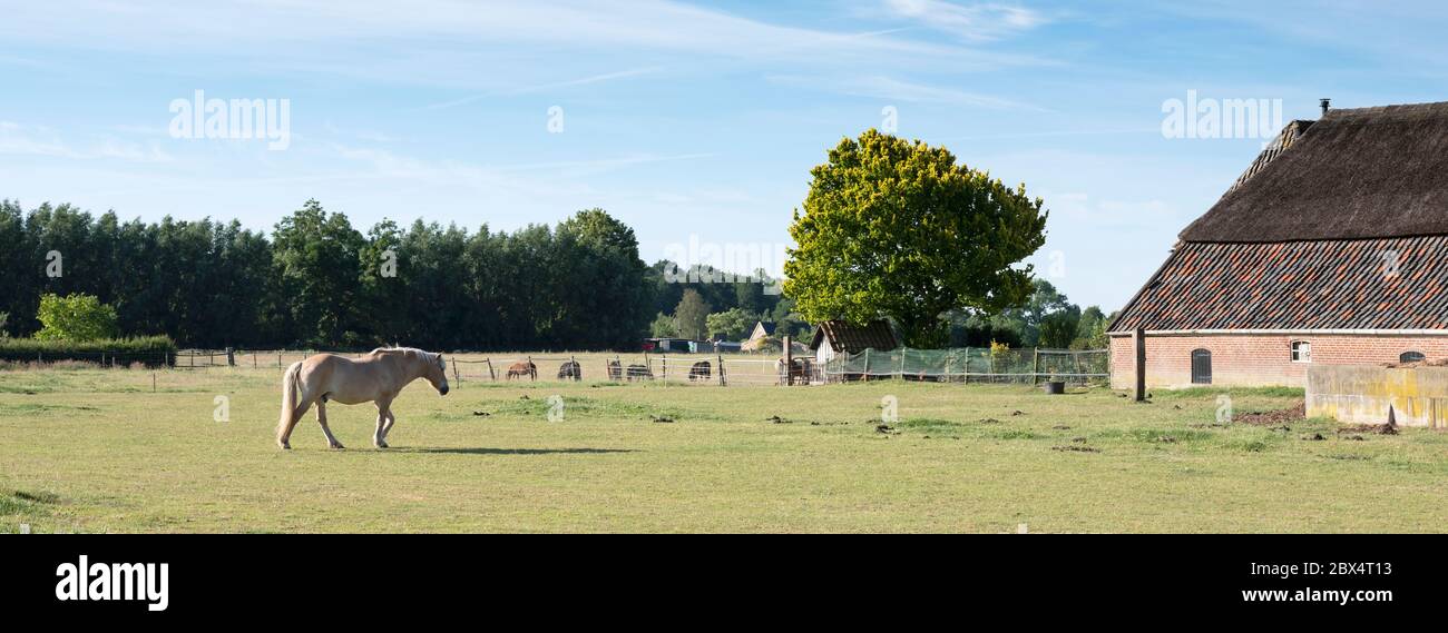 horse and old farm in dutch part called achterhoek near doetinchem Stock Photo