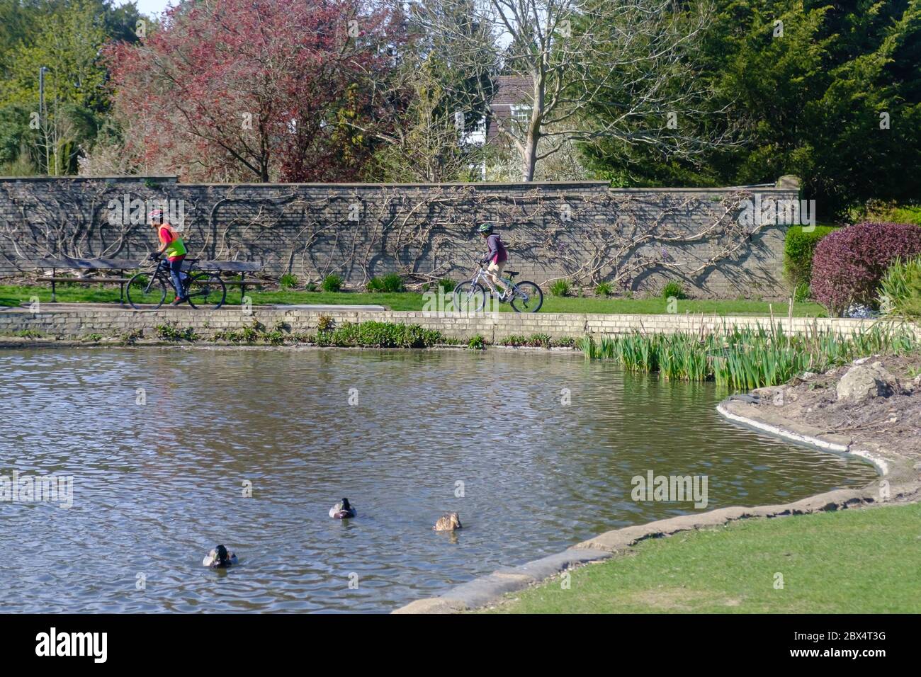 Two bike riders in the spring at the Lake in Pinner Memorial Park, Greater London, England, UK Stock Photo