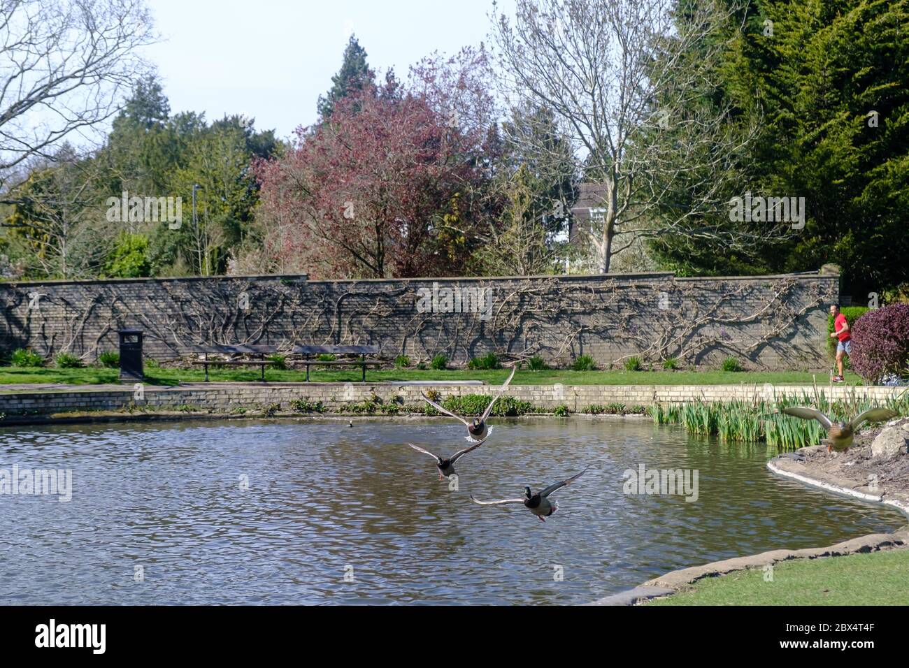 Man running & pigeons flying in the spring at the Lake in Pinner
