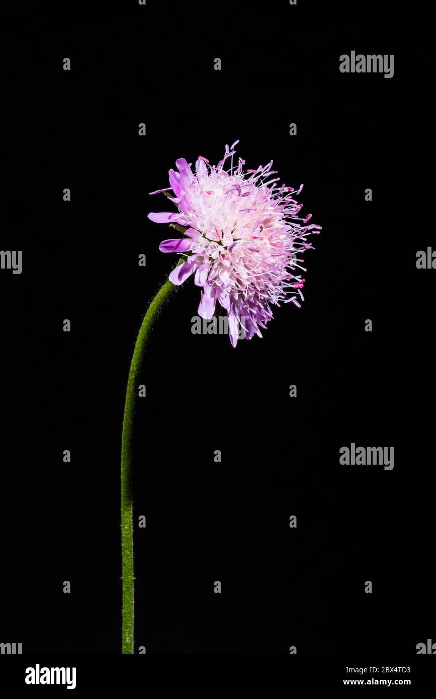 Studio close-up of the light pink flower of a Knautia macedonica (Macedonian scabious) Stock Photo