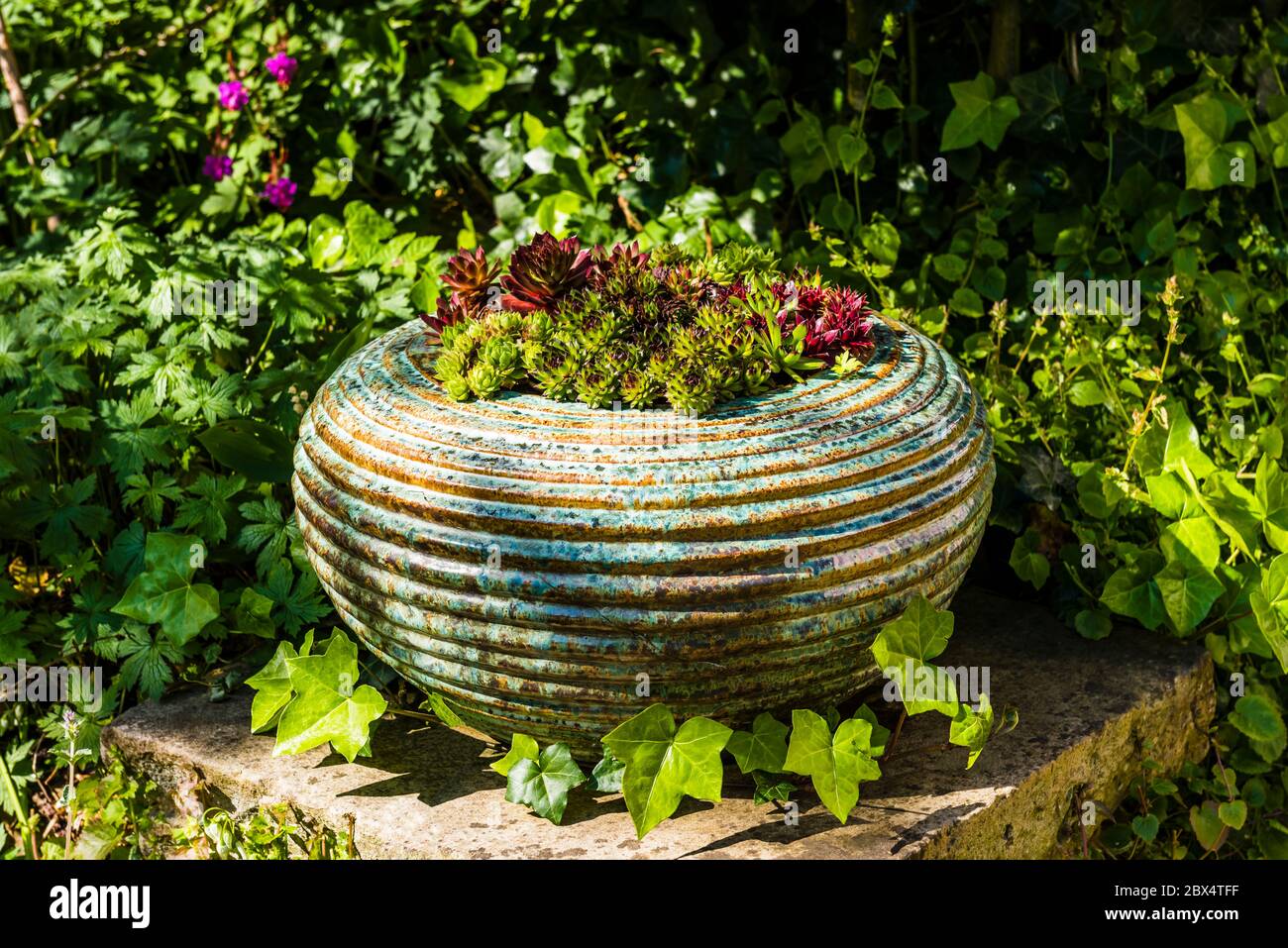 Decorative bowl of succulents at a garden in Mill Hill, London, UK Stock Photo