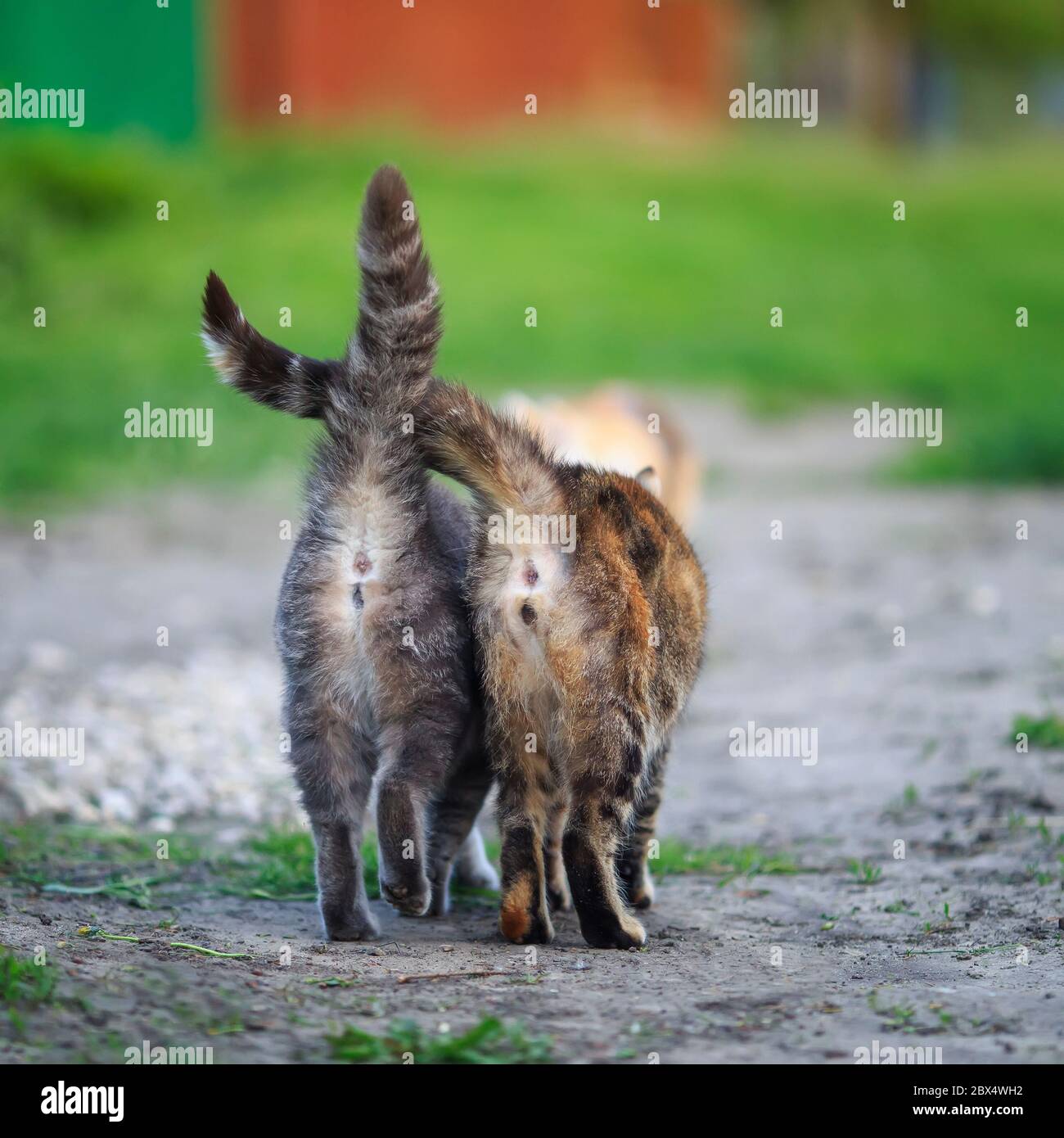 two striped cats go away in the garden on a Sunny spring day with their