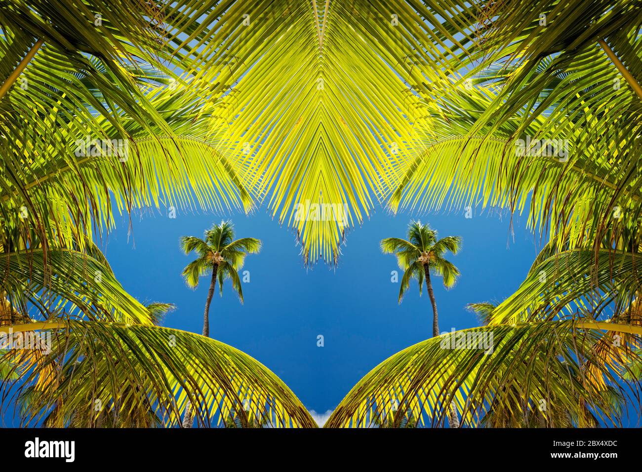 Heart of palm hires stock photography and images Alamy