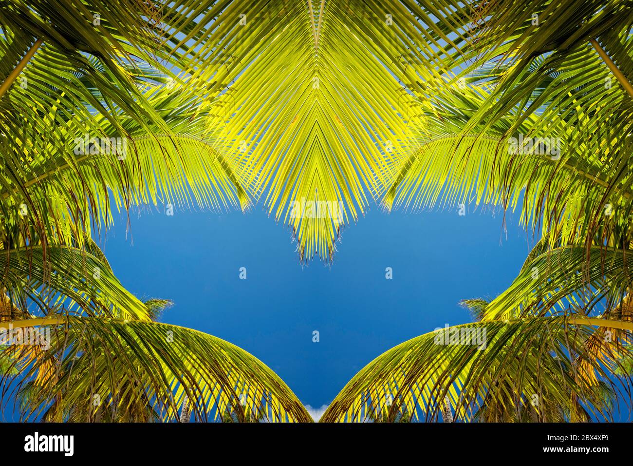 Hawaii beaches palm trees hires stock photography and images Alamy