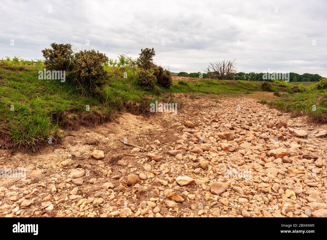 Dry river bed during a drought in the New Forest after an extremely dry and the sunniest spring on record, despite recent only light rainfall. Fire risk warnings have been in place for the South of England national park for several weeks, Godshill, Hampshire, UK, June 2020. Stock Photo