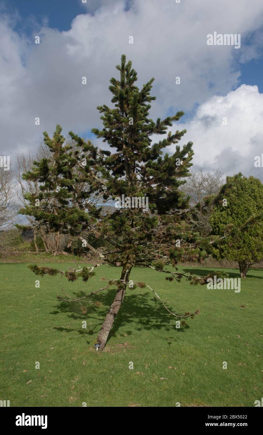 Spring Foliage of an Evergreen Coniferous Rocky Mountain Bristlecone Pine Tree (Pinus aristata) Growing in a Pinetum in Rural Cornwall, England, UK Stock Photo