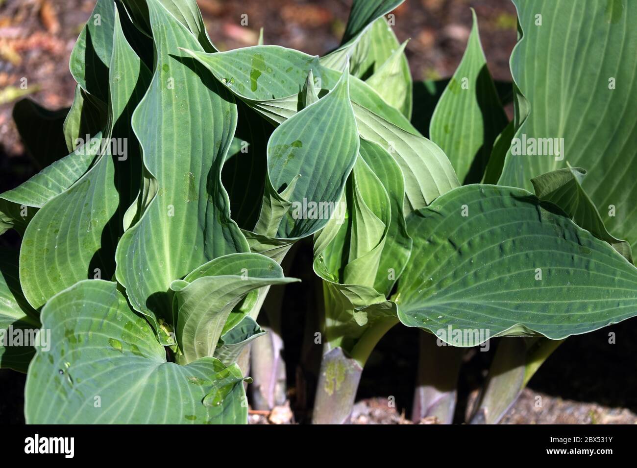 Hosta Blue Wedgwood Stock Photo - Alamy