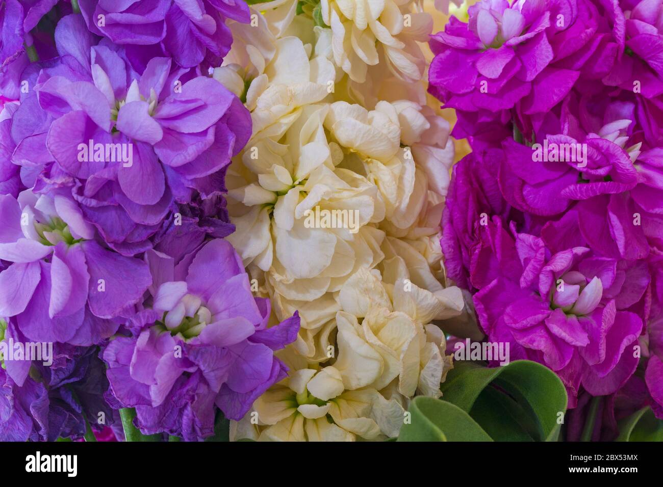 Stocks, Matthiola incana, flower spikes in shades of purple mauve, cream white and pink - close up of flowers Stock Photo