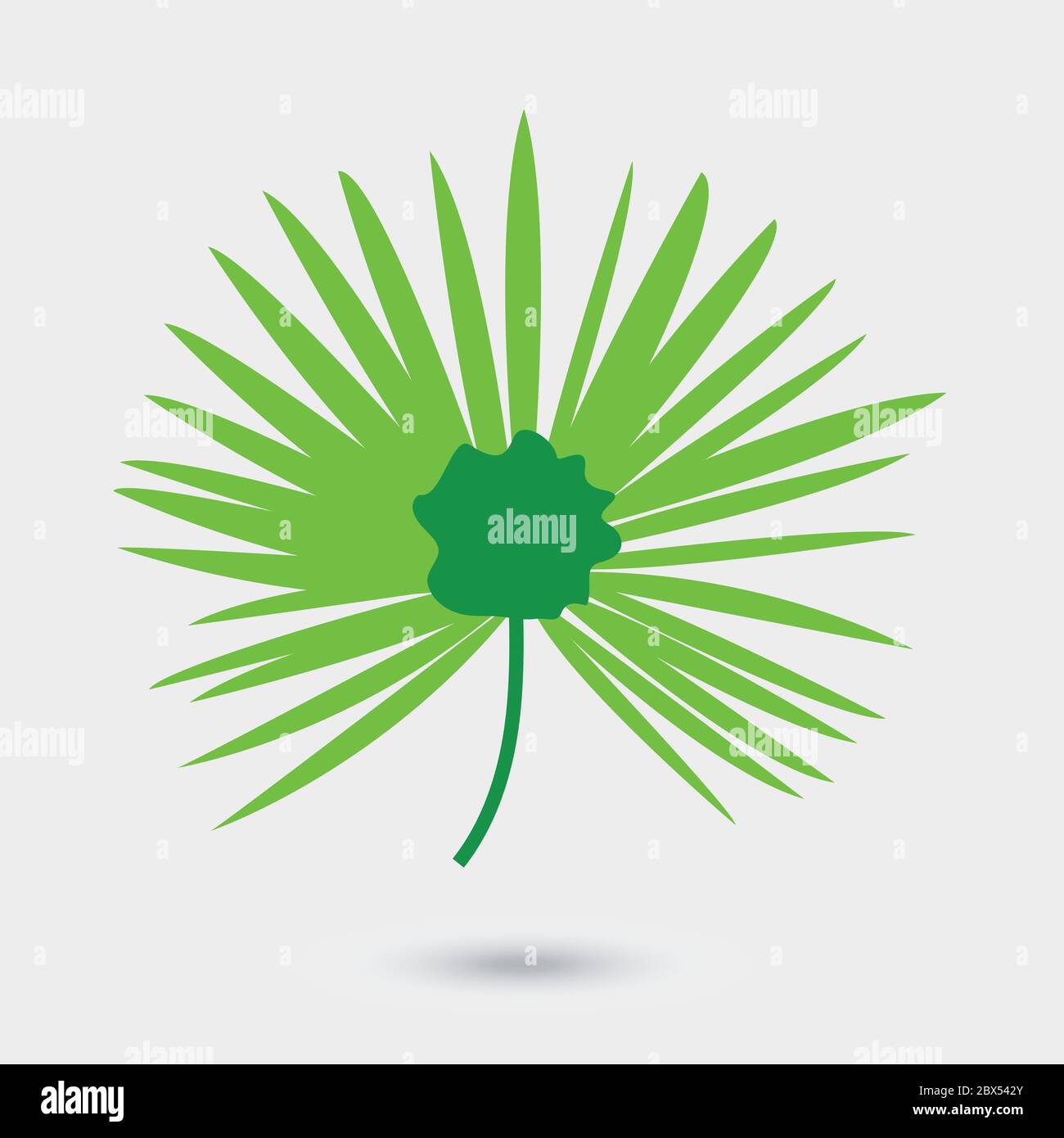 Vector leaf of palm tree isolated on white Stock Vector Image & Art - Alamy