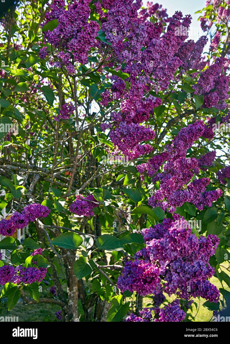 Close up of a beautiful dark purple Lilac bush Stock Photo