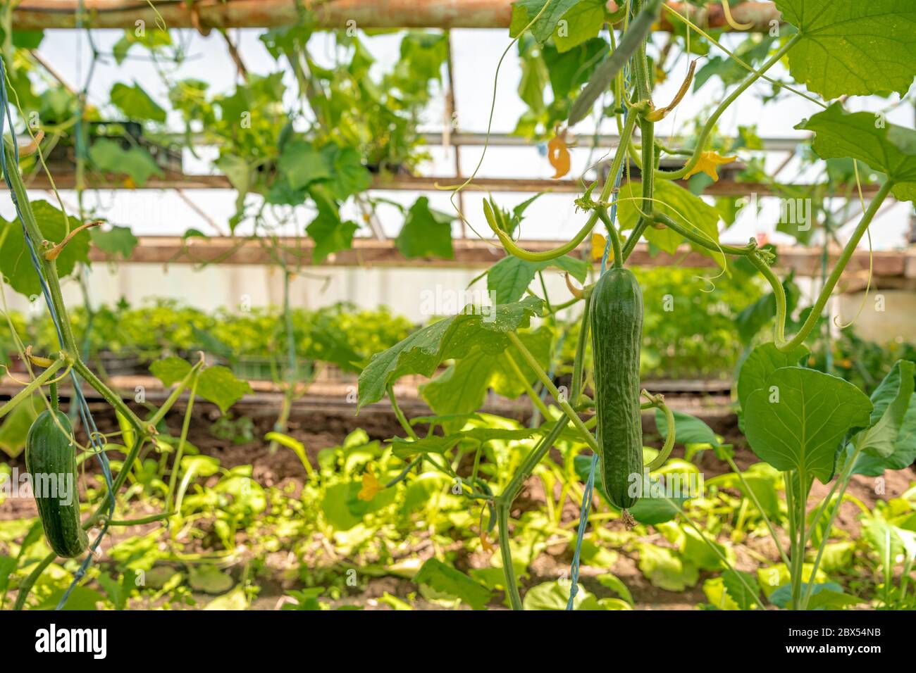 cucumbers growing in a greenhouse on an organic farm Stock Photo Alamy