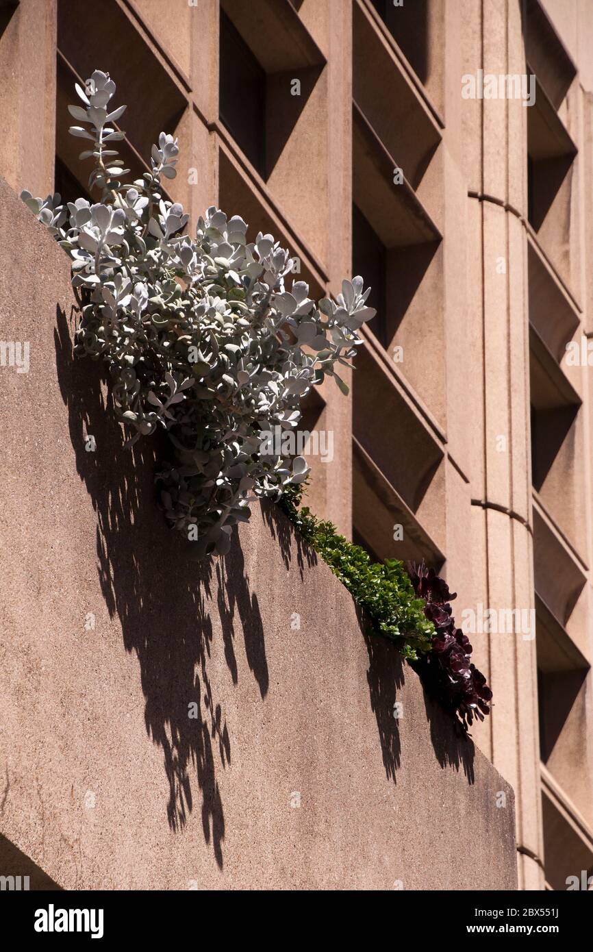 Sydney Australia, plants growing on balcony of in a brutalist designed