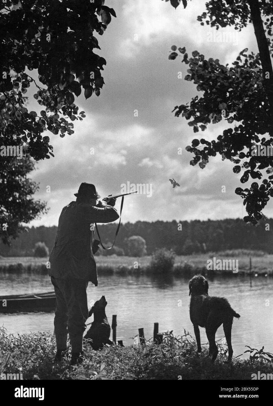 A hunter in the Spreewald shoots a wild duck On the right there is a German Wirehaired Pointer. Stock Photo