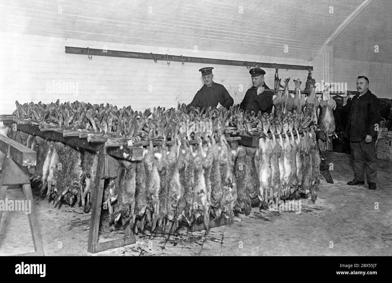 After a hunt, the hares are taken to a cool cellar room to be stored