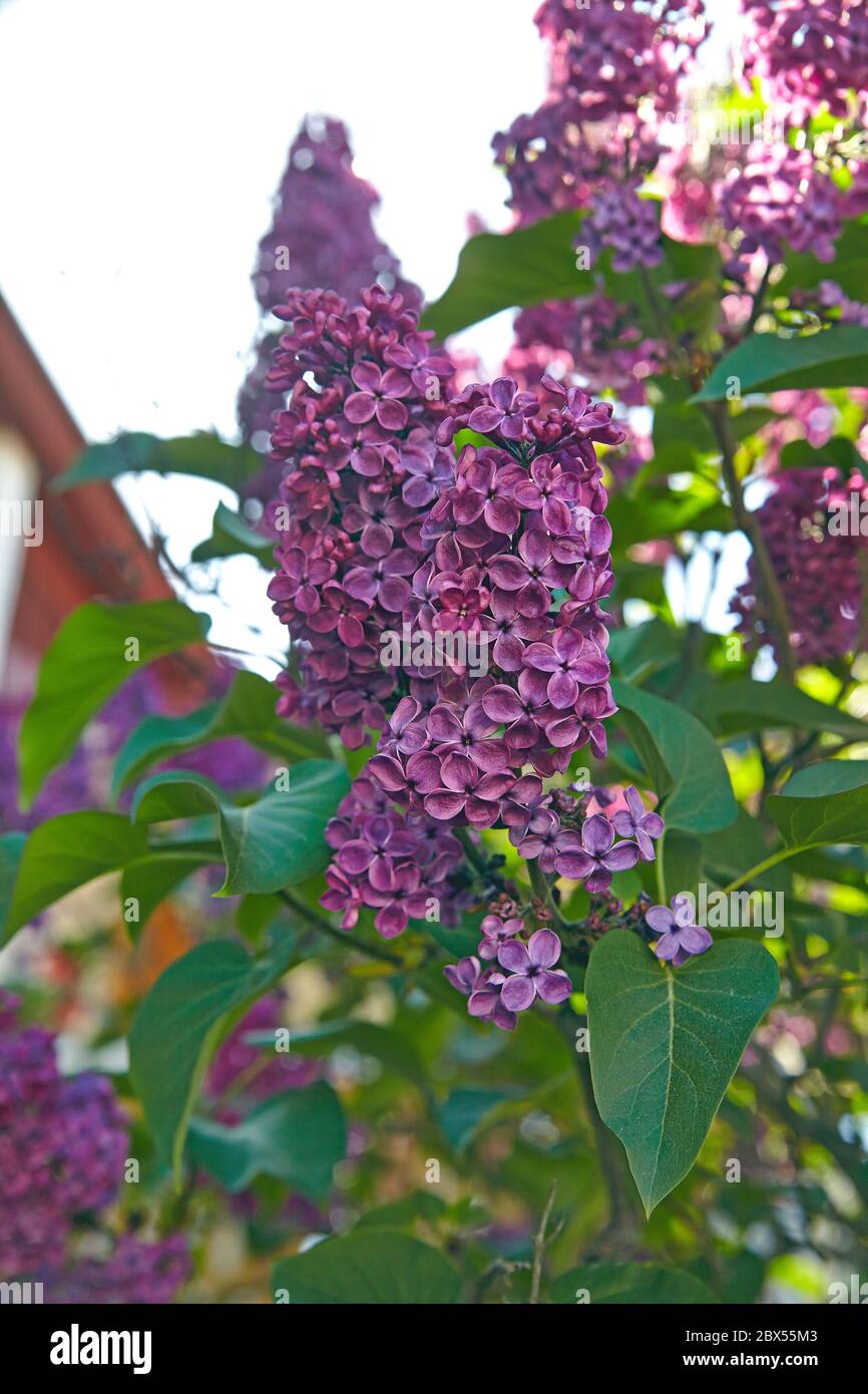 Close up of a beautiful dark purple Lilac bush Stock Photo