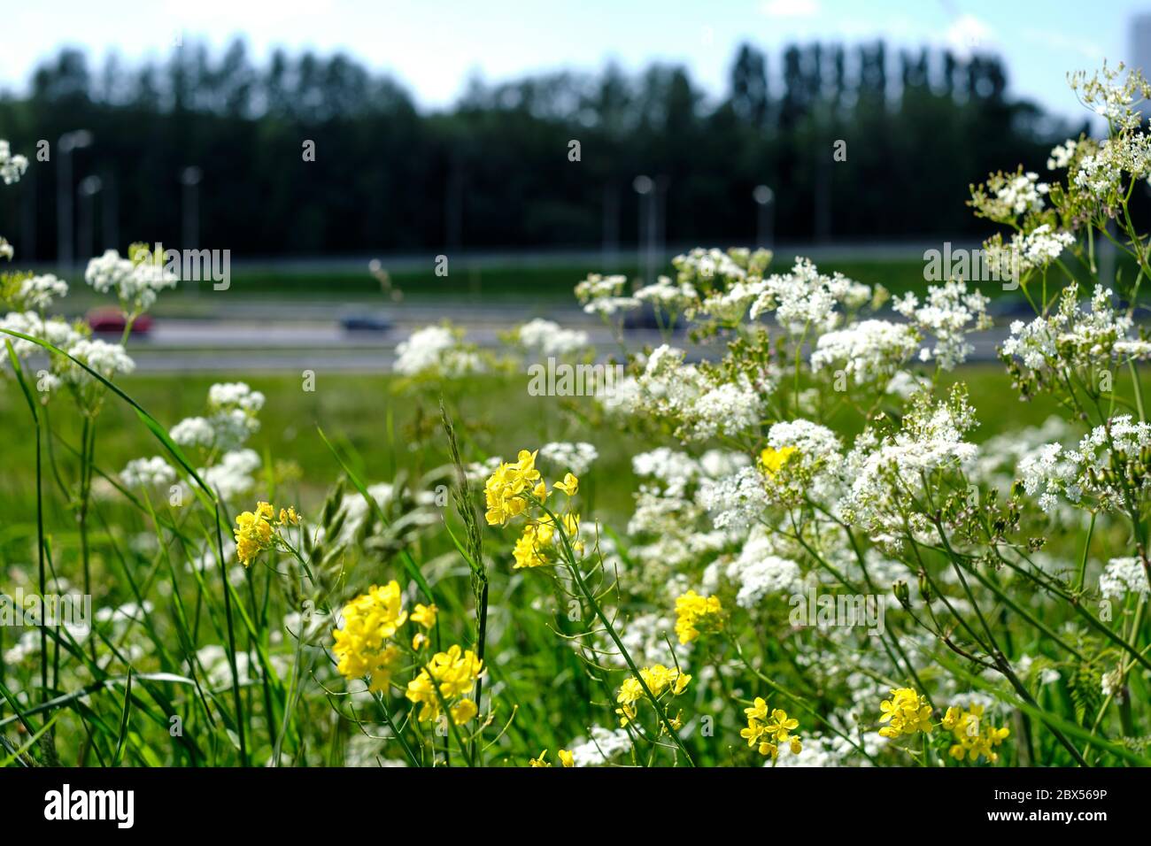Weeds in grass field hi-res stock photography and images - Alamy