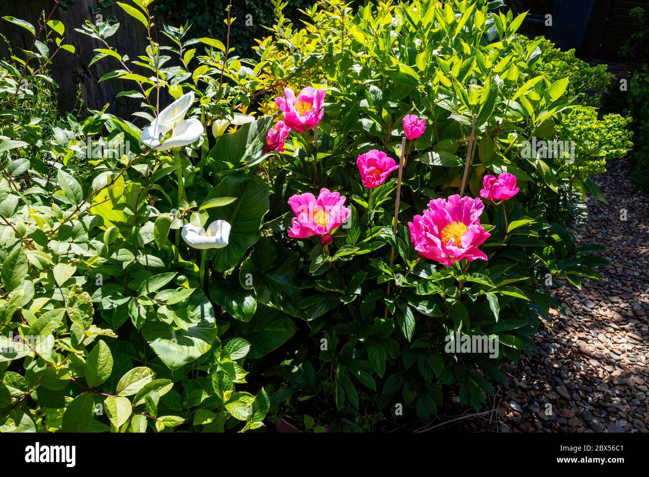 Peony garden hires stock photography and images Alamy