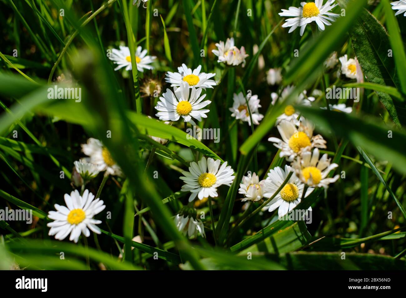 Grass, flowers and weeds in a field Stock Photo