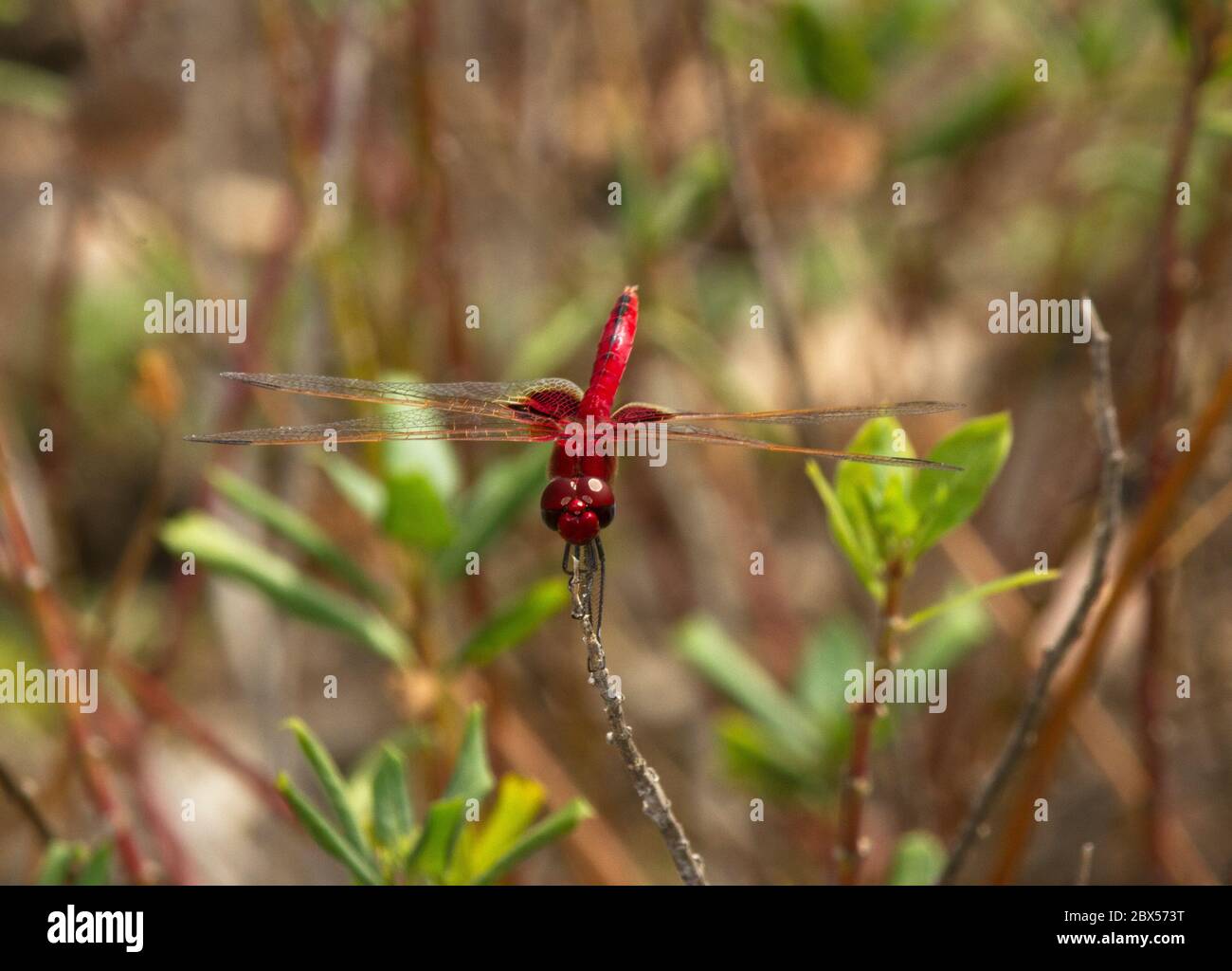 The vivid scarlet of the male Red-veined Dropwing makes it much more ...