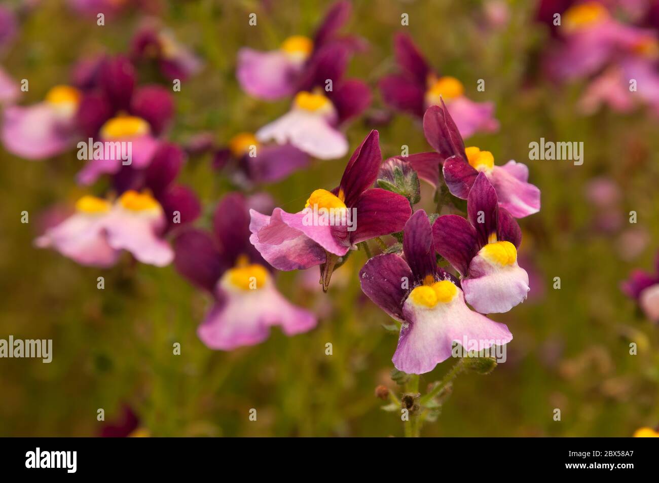 Sydney Australia, purple and yellow linaria flowers which look like mini snapdragon flowers Stock Photo