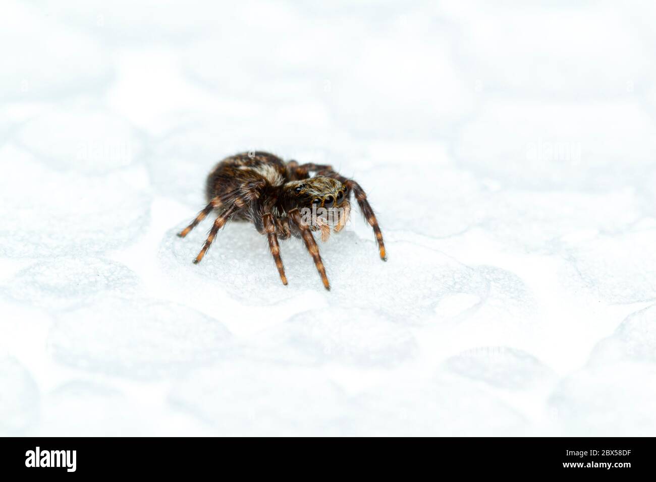 Pseudeuophrys lanigera Stock Photo