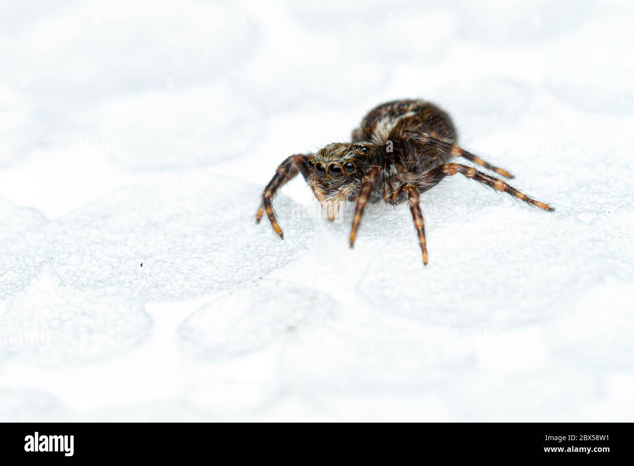 Pseudeuophrys lanigera Stock Photo