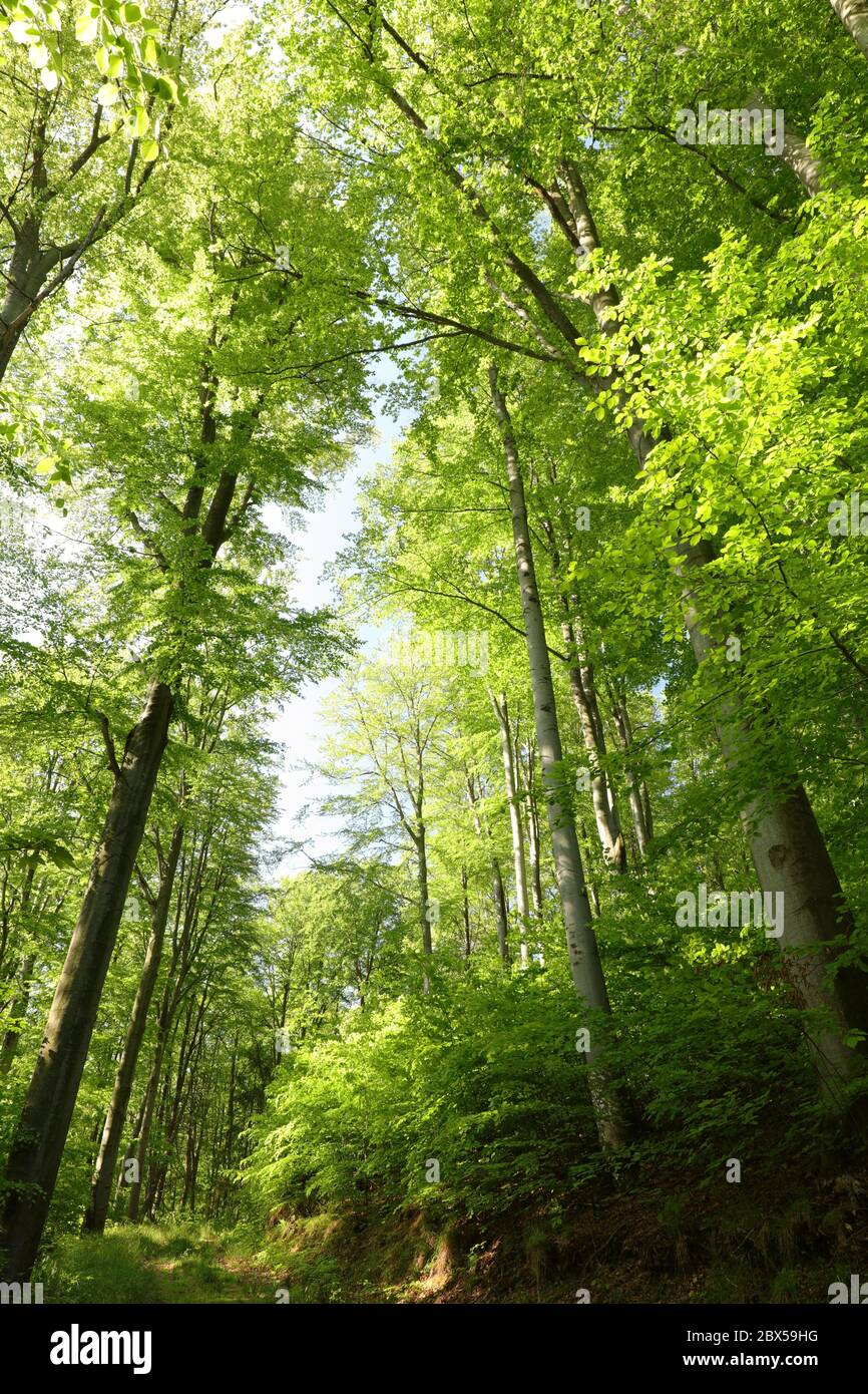 Forest path with beech trees hi-res stock photography and images - Alamy