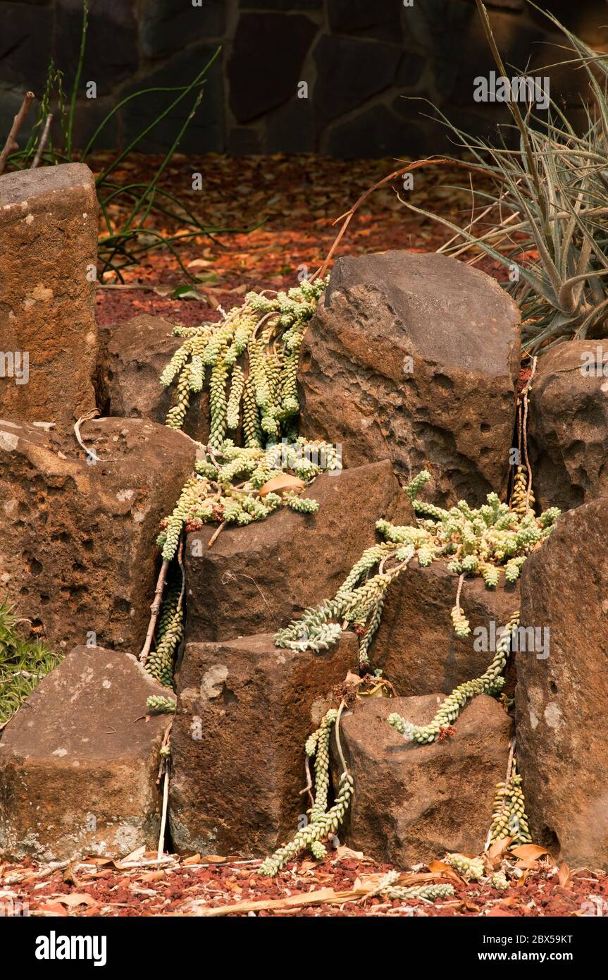 Sydney Australia, trailing stems of sedum morganianum or donkey tail in rockery garden Stock Photo